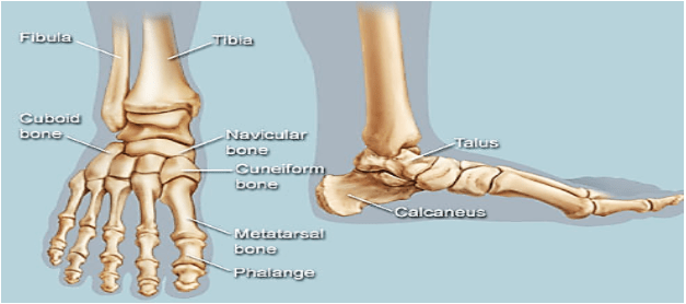 Distal parts of the fibula and tibia articulate to form fibrous Inferior tibiofibular joint (tibiofibular syndesmosis).