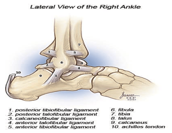 LIGAMENTS 3 sets of ligaments stabilize ankle complex: Lateral collateral ligaments Medial collateral ligaments (deltoid ligaments) Distal tibiofibular syndesmotic complex Lateral collateral ligaments: Stabilize ankle against inversion and anterior, posterior subluxation. Anterior talofibular ligament (ATFL): it is the main talar stabiliser. Stabilizes talus against anterior displacement, internal rotation, and inversion Calcaneofibular ligament (CFL): secondary lateral restraint of subtalar joint Posterior talofibular ligament (PTFL) Lateral talocalcaneal ligament (LTCL)