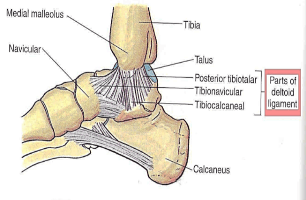 Ankle Sprain Rehabilitation - PHYSIOTHERAPY PERSPECTIVE