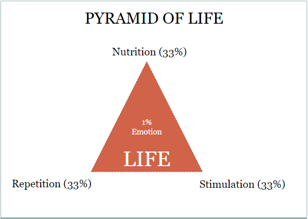 PYRAMID OF LIFE